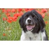 Maya im Mohn - ganz high...