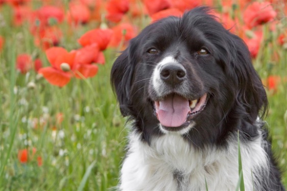 Maya im Mohn
