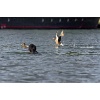 Enten