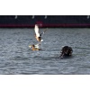 Enten