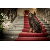 Schlosshund